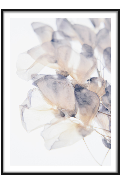 Постер Сухоцветы  #4