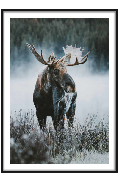 Постер  Лось