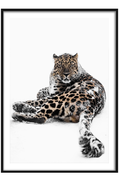 Постер  Леопард на снегу