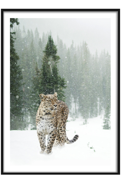 Постер  Леопард в лесу