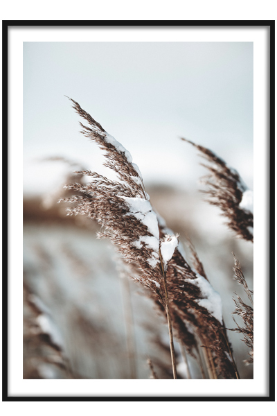 Постер  Снег на травинках