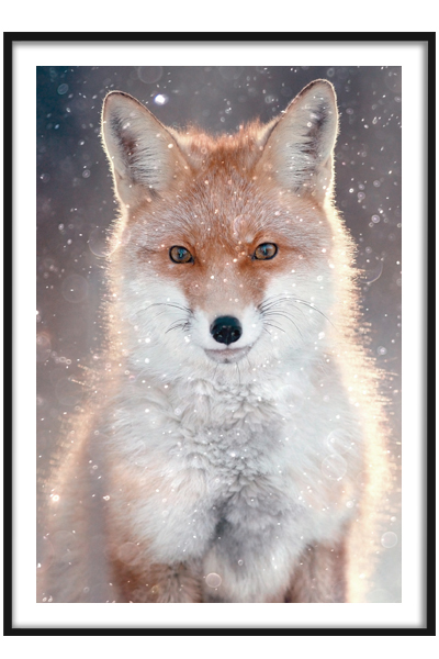 Постер  Лис