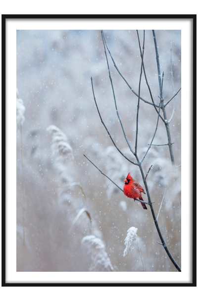 Постер Птичка на ветке в снегу