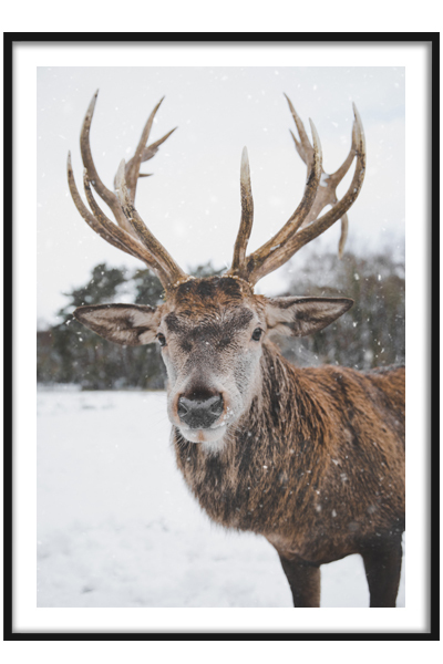 Постер Олень #8