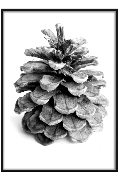 Постер Шишка