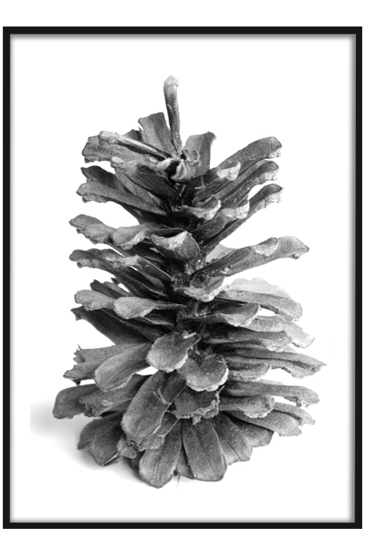 Постер Шишка #2