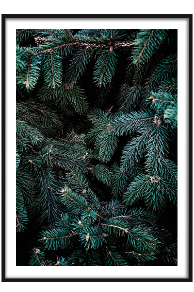 Постер   Еловая ветвь