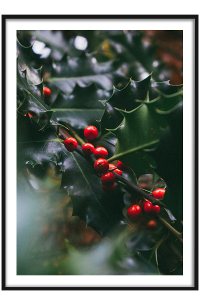 Новогодний постер Ветка остролиста