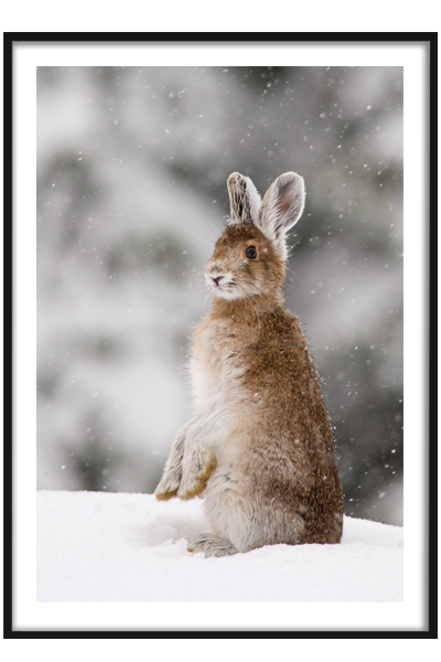 Постер Заяц в снегу