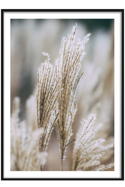 Постер Трава в поле