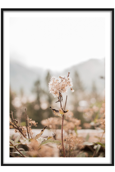 Постер Сухотравье