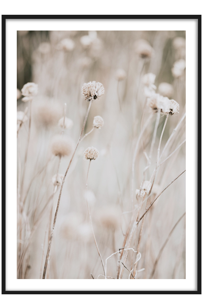 Постер Сухоцветы