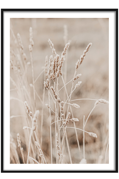 Постер Пампасная трава 4