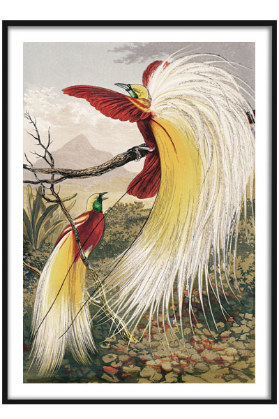 Постер Райские птицы