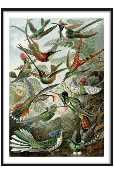 Постер Колибри