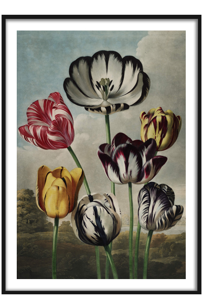 Постер Тюльпаны