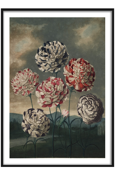 Постер Цветы