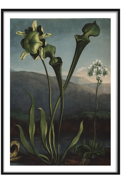 Постер Зеленый цветок