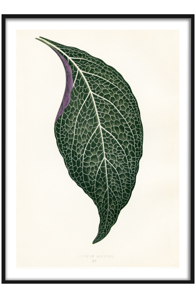 Постер Листок