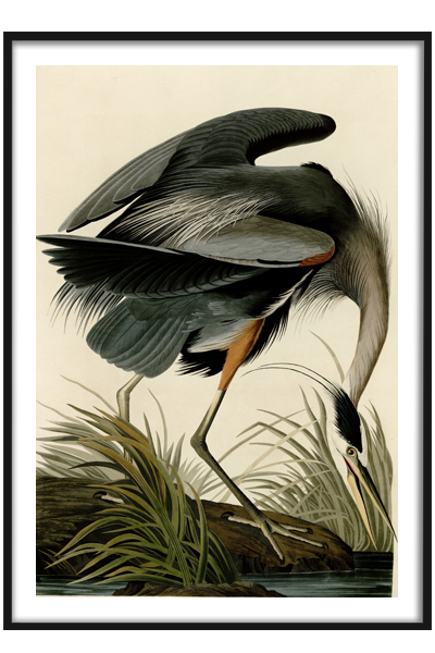 Постер Цапля