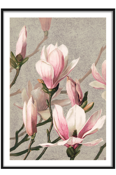 Постер Розовые цветы