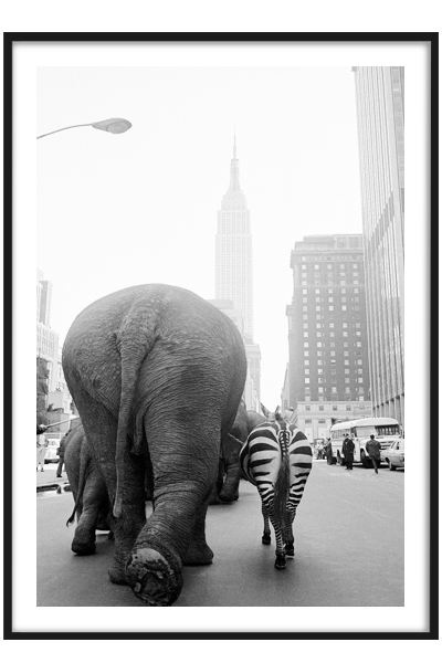 Постер Звери в городе