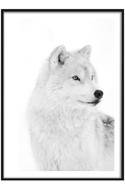 Постер Белый волк