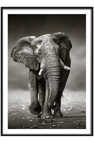 Постер Слон