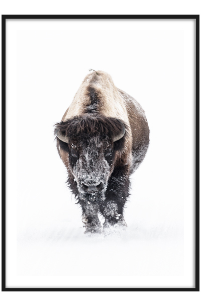 Постер Зубр