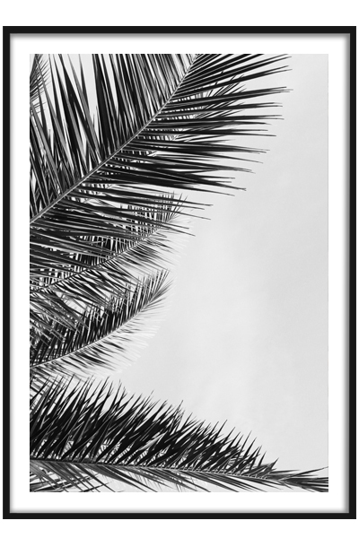 Постер Пальмовая ветвь