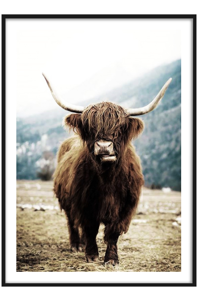 Постер Шотладская корова