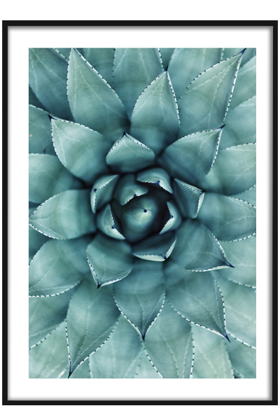 Постер Голубой суккулент