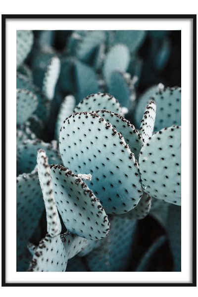 Постер Голубой кактус