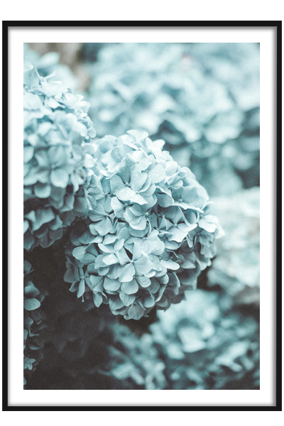Постер Голубая гортензия