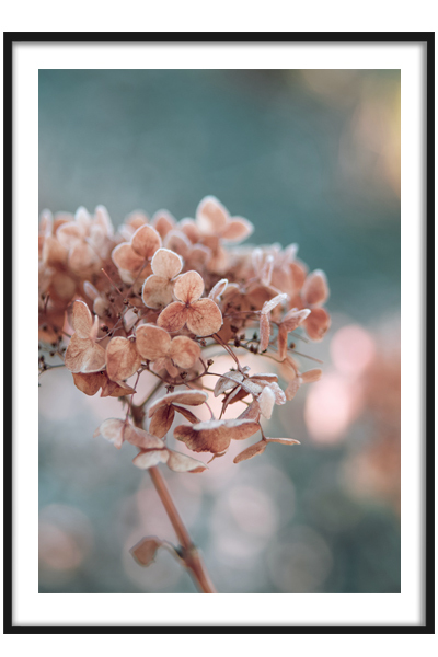 Постер Розовая гортензия