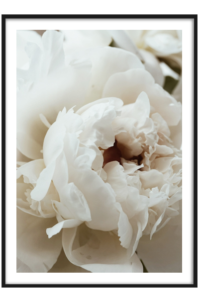 Постер Белый пион