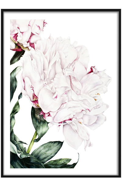 Постер  Пион