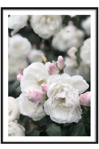 Постер  Розовый куст