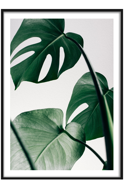 Постер  Монстера