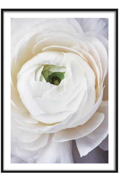 Постер  Белый ранункулюс