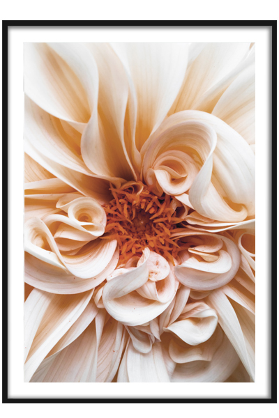 Постер  Гортензия