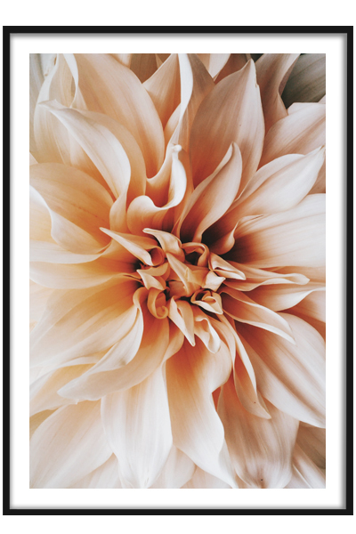 Постер  Гортензия №2