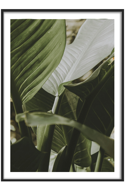 Постер  Зеленые листья