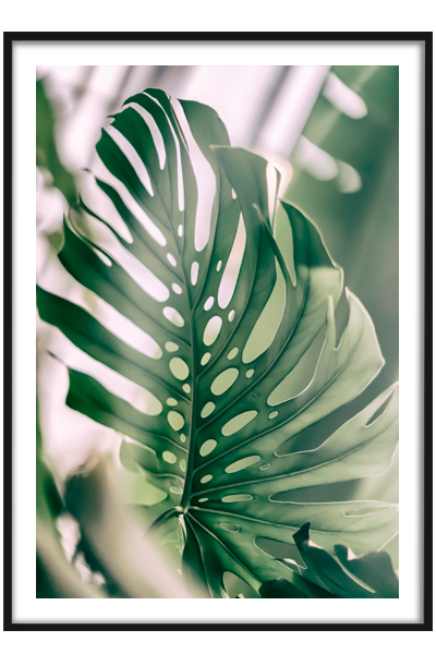 Постер  Монстера