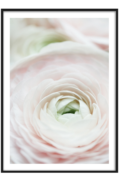 Постер  Нежный ранункулюс