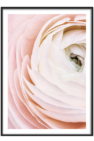 Постер  Розовый ранункулюс