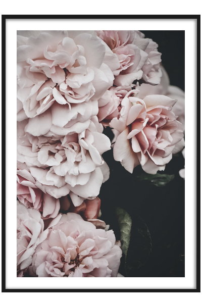 Постер  Розы