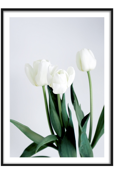 Постер  Белые тюльпаны