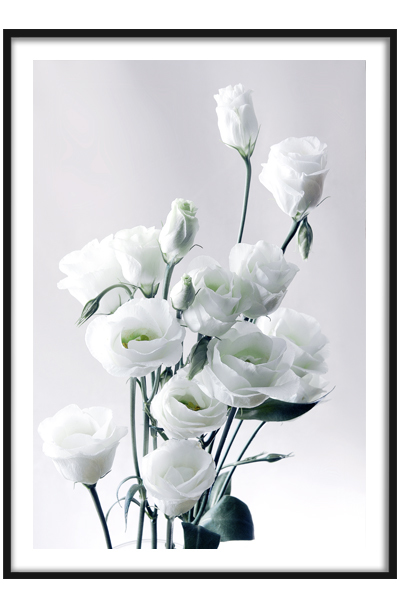 Постер  Белые цветы