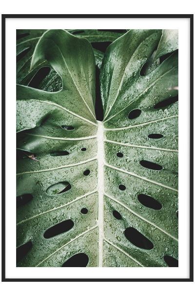 Постер Сочный лист монстеры